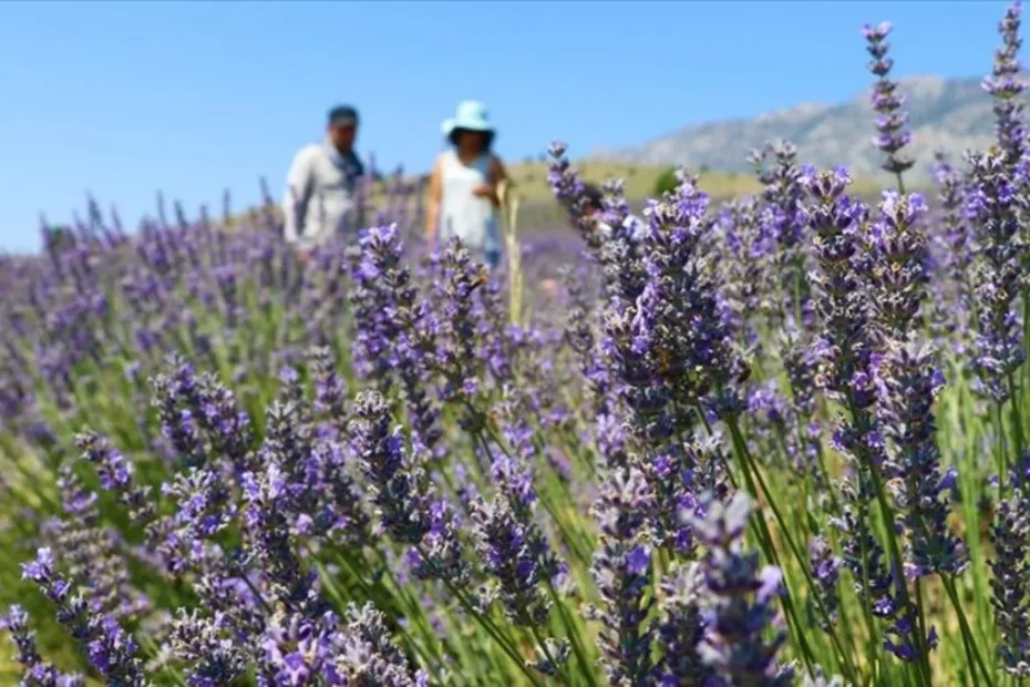 48,8 milyon metrekare Hazine arazisi tıbbi ve aromatik bitki yetiştirilmek üzere kiralandı