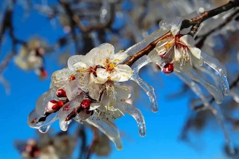Üreticilere 23 milyar liralık zirai don tazminatı ödendi