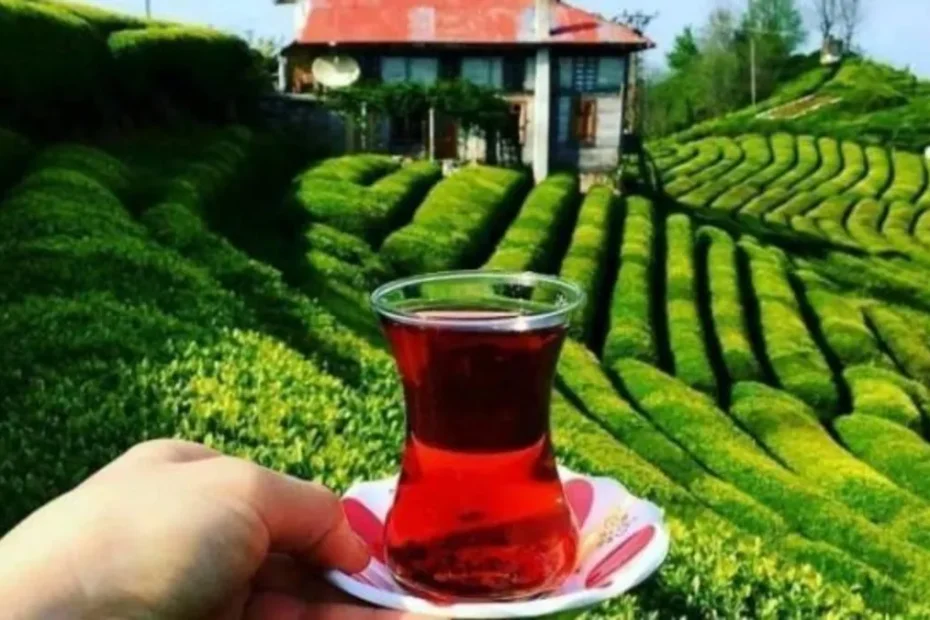 Dünyada üzerine kar yağan tek çay! Türkiye'den 34.806 milyon dolarlık çay ihracatı