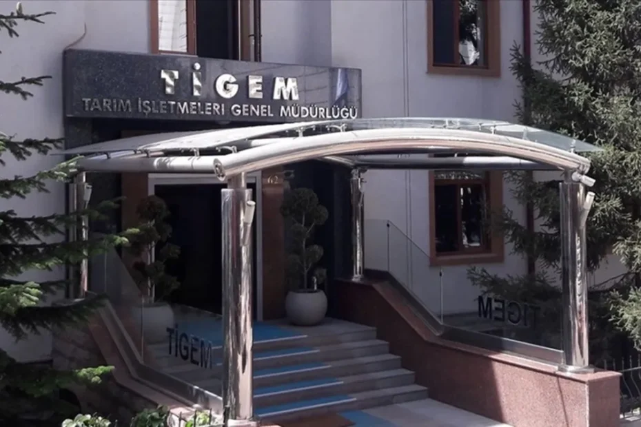 TİGEM fıstık çamı kozalağı satacak