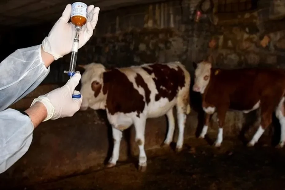 Gökçeada’ya 'şap hastalığından aşılı ari bölge' statüsü verildi